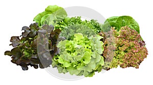 Salad plant on white background