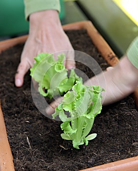 Salad planting in to the pot