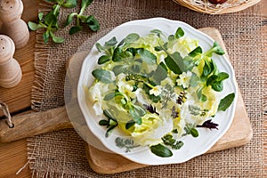 Salad with primula, nipplewort and other wild edible plants