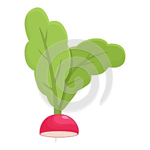 Salad radish icon cartoon vector. Agriculture diet