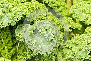 Salad raw kale close up shot.