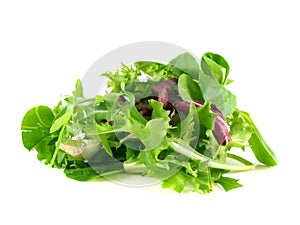 Salad rucola, frisee, radicchio, lamb's lettuce