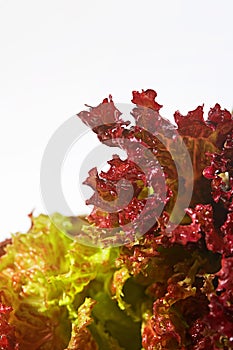 Salad - Salat photo