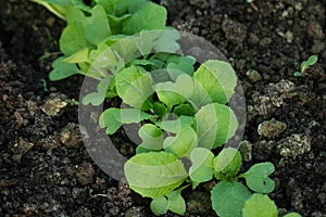 Salad seedlings in fertile soil