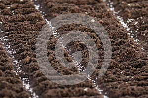 Salad seeds on the garden bed rows