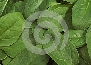 Salad of Spinach Shoot, spinacia oleracea photo