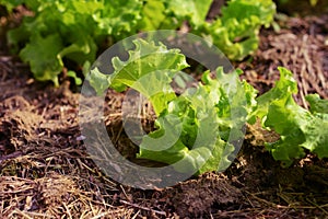 salad vegetable photo