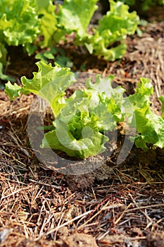 salad vegetable photo
