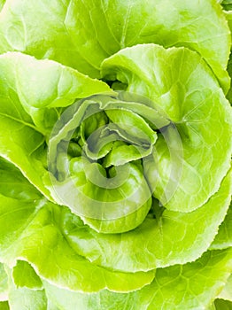 Salad vegetable green lettuce in farm close up