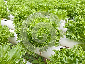 Salad vegetable green lettuce in farm close up