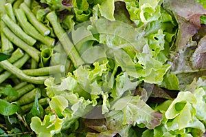 Salad vegetable (Green oak, lettuce and Batavia) leaf and lentil