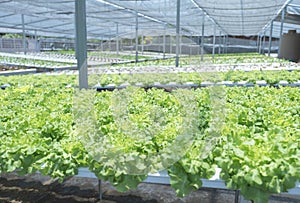 Salad vegetable in the hydroponic garden farm, healthy organic agriculture cultivation