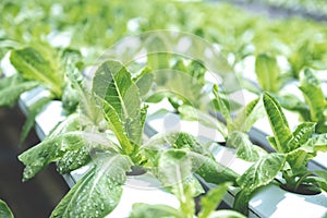 Salad vegetable in the hydroponic garden farm, healthy organic agriculture cultivation
