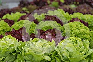 Salad in your own garden