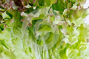 Salade closeup shot