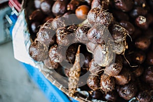 Salak Fruit