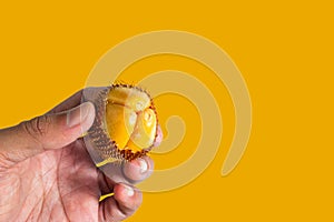 Salak fruit, Salacca zalacca in hand