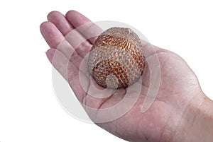 Salak Fruits Series 05