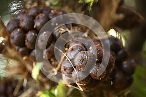 Salak Pondoh. Snakefruit in selective focus.