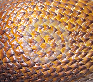 Salak snake fruit texture