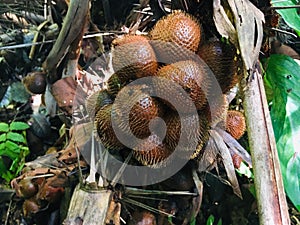 Salak tree Salacca zalacca sweet variety fruit