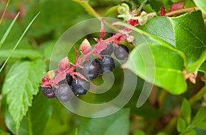 Salal berries, Gaultheria shallon