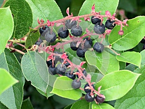 Salal Berries - Gaultheria Shallon