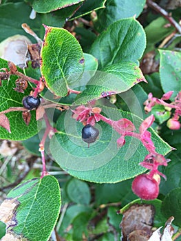 Salal berry