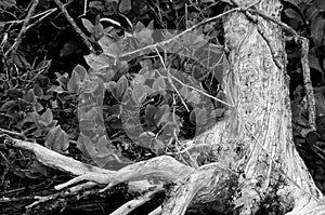 Salal bushes and the twisted roots of a dead tree in black and white