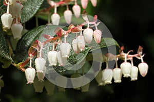 Salal Flowers