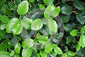 Salal - Gaultheria shallon