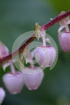 Salal Gaultheria shallon, Cowichan Valley, Vancouver Island, British Columbia