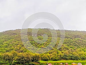 Salalah, Oman, coconut trees in Dhofar photo