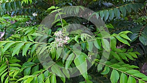 Salam koja or daun kari or curry leaves in the garden photo