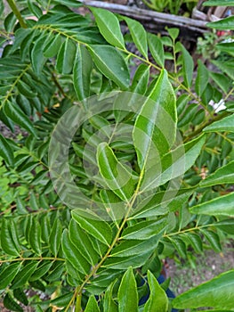Salam koja (Murraya koenigii syn. Chalcas koenigi) or temurui is a plant whose leaves 02 photo