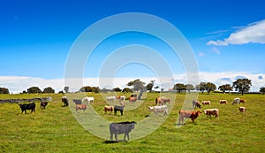 Salamanca grassland cows cattle in Dehesa photo