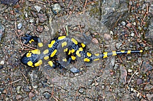 Salamander