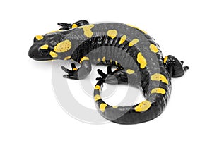 Salamander