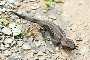 Salamander