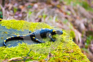 Salamander