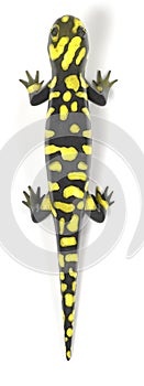 salamander