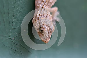 Salamander detail on green background