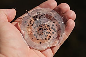 Salamander Egg Mass