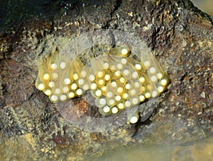 Salamander eggs ready to hatch