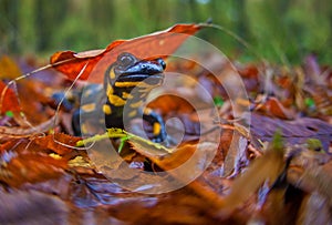 Salamander in Fall