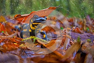 Salamander in Fall