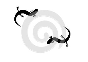 Salamander Frog Black silhouette photo