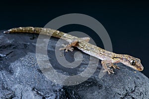 Salamander Gecko / Matoatoa brevipes