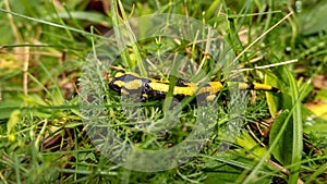 The salamander in the grass