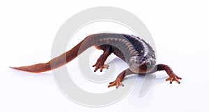 Salamander Himalayan Newt on white background and Living On th
